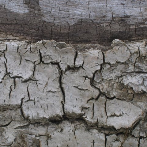 p3559: semi-abstract photo (dried tracks in mud) by Ewart Shaw