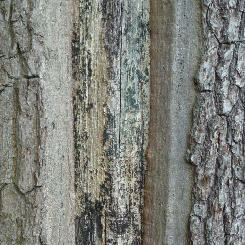 t10163: semi-abstract photo (wood, metal and bark) by Ewart Shaw